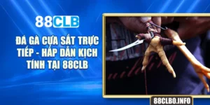 Đá Gà Cựa Sắt Trực Tiếp - Hấp Dẫn Kịch Tính Tại 88CLB