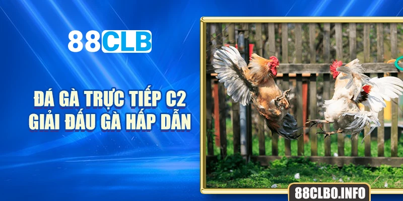 Đá gà trực tiếp C2 - Giải đấu gà hấp dẫn