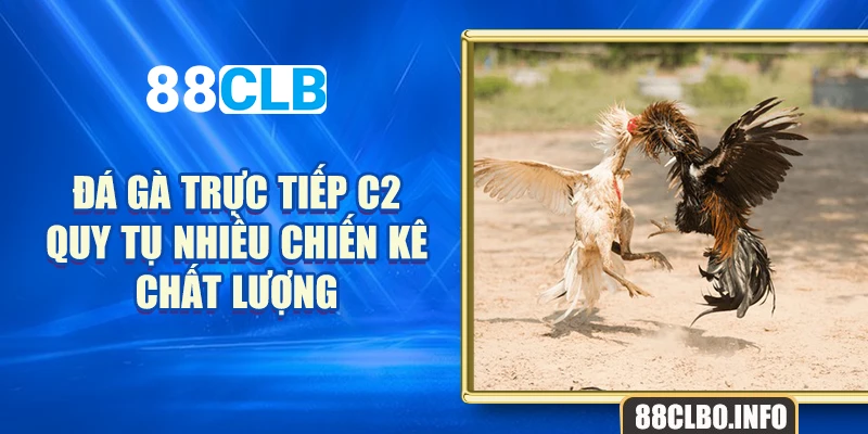 Đá gà trực tiếp C2 quy tụ nhiều chiến kê chất lượng