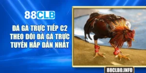 Đá Gà Trực Tiếp C2 - Theo Dõi Đá Gà Trực Tuyến Hấp Dẫn Nhất