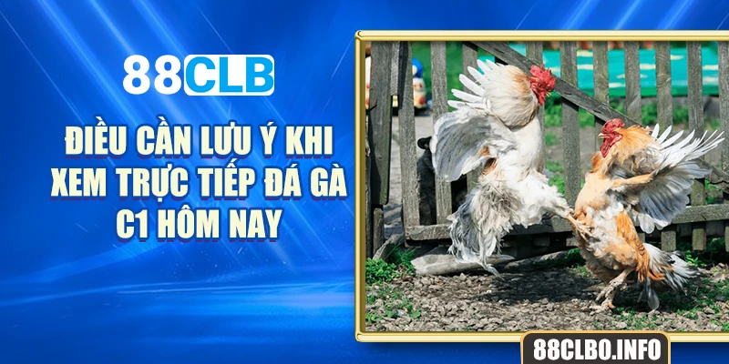 Điều cần lưu ý khi xem trực tiếp đá gà C1 hôm nay