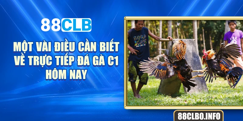 Một vài điều cần biết về trực tiếp đá gà C1 hôm nay