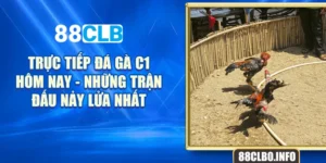 Trực Tiếp Đá Gà C1 Hôm Nay - Những Trận Đấu Nảy Lửa Nhất