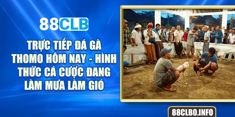 Trực tiếp đá gà Thomo hôm nay - Hình thức cá cược đang làm mưa làm gió